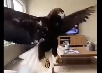 W0704005 eagle came asking for help…😭 ( Part 2)
