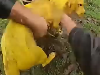 W0504006 I untied a helpless puppy …. 😭 (FULL)