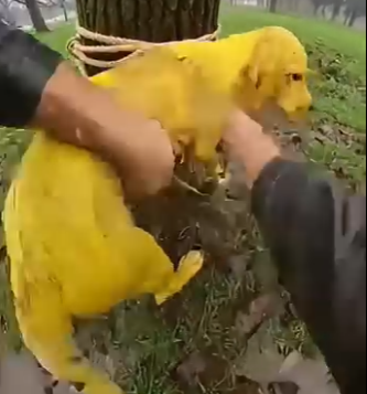 W0504006 I untied a helpless puppy …. 😭 (FULL)