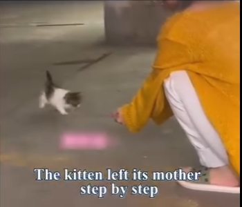 U0804011_Mother cat gives away her baby (Part 2)