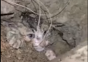 U0804012 Stray dog ​​digs rocks with bleeding paws to Save Kitten (Part 2)