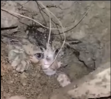 U0804012 Stray dog ​​digs rocks with bleeding paws to Save Kitten (Part 2)
