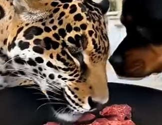 L3103004 Pregnant Jaguar Wouldn’t Stop Crying… Took Her Home (Part 2)