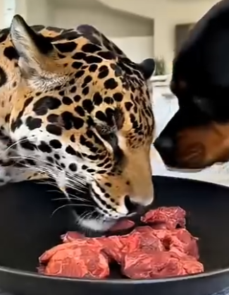 L3103004 Pregnant Jaguar Wouldn’t Stop Crying… Took Her Home (Part 2)