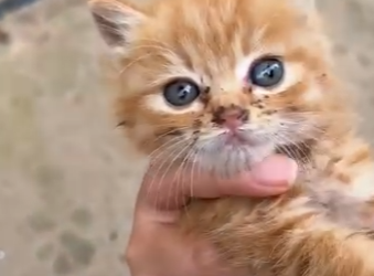 L0904005 $1,500 💵 or save this helpless life… your choice. (Part 2)