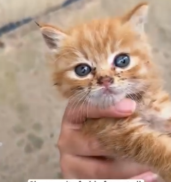 L0904005 $1,500 💵 or save this helpless life… your choice. (Part 2)