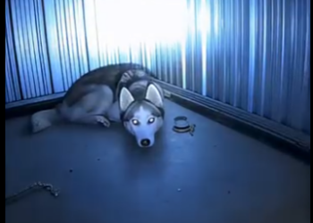 E0804008 She Locked Her Husky in an Underground Garage… -Emergency rescue 🚨 (Part 2)