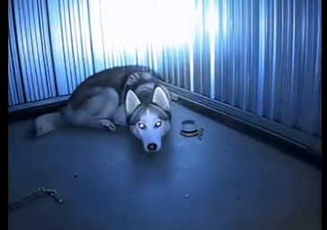 E0804008 She Locked Her Husky in an Underground Garage… -Emergency rescue 🚨 (Part 2)