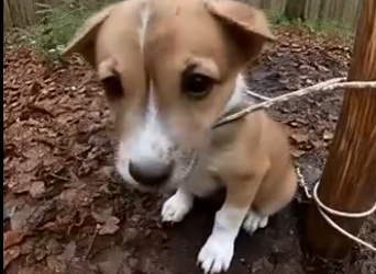 E0804011 A Puppy Was Crying in the Forest… Emergency Rescue 🚨 (Part 2)