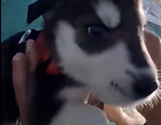E0804009 She Pushed a Husky Puppy Into the Sea… –Emergency Rescue 🚨 (Part 2)