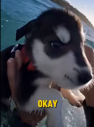 E0804009 She Pushed a Husky Puppy Into the Sea… –Emergency Rescue 🚨 (Part 2)