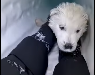 E0804007 Her Husky Puppy Was Trapped Deep in the Ice… -Emergency rescue 🚨 (Part 2)
