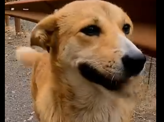 E0804010 A Puppy Led Him to His Trapped Mother… – Emotional Rescue 🐕❤️ (Part 2)