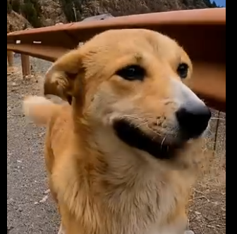 E0804010 A Puppy Led Him to His Trapped Mother… – Emotional Rescue 🐕❤️ (Part 2)