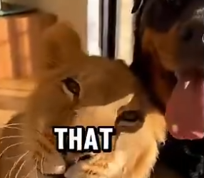 L3103005 Mother Lion Beat Her Hairless Cub and Left Him to Die… So I Took Him Home (Part 2)