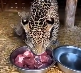 L3103003 Saved Starving Jaguars in My Barn… you won’t believe what happened next (Part 2)