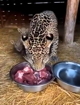 L3103003 Saved Starving Jaguars in My Barn… you won’t believe what happened next (Part 2)