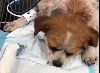 U1004007 $300 in your pocket… but this animal needs you. What now? (Part 2)