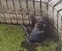 U3103007 After receiving medical treatment, the animal started to recover. (Part 2)