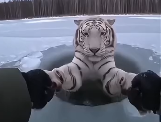 W0704004 this man saved a tiger from drowning….. ( Part 2)