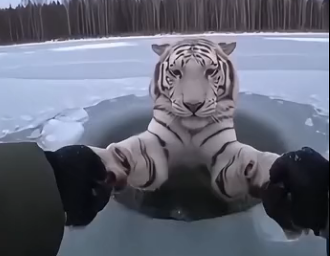 W0704004 this man saved a tiger from drowning….. ( Part 2)