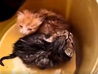 G0304004 This man found two little kittens on a rainy day and then… (Part 2)