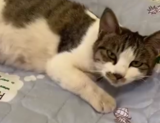 G0304002 She found a pregnant cat with 5 kitties🥺🤎 (Part 2)