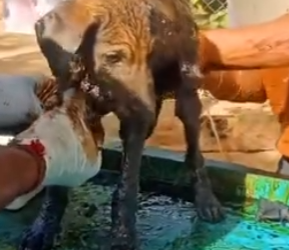 O2829006 Puppy Covered in Solid Tar Screaming in pain (Part 2)
