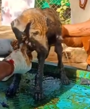 O2829006 Puppy Covered in Solid Tar Screaming in pain (Part 2)
