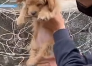 U3103012 The animal now lives safely, surrounded by love and kindness. (Part 2)