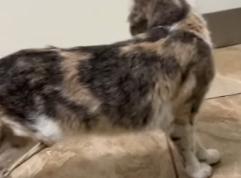 U1204001 Would Justin Bieber stop to help this animal… or walk away? 🎤🐾 (Part 2)