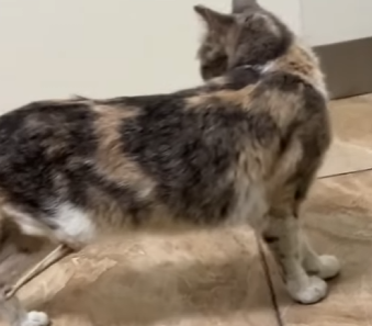 U1204001 Would Justin Bieber stop to help this animal… or walk away? 🎤🐾 (Part 2)