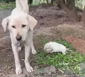L1304001 Would Elon Musk ignore this… or surprise us all? 🤔🐾 (Part 2)