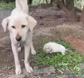L1304001 Would Elon Musk ignore this… or surprise us all? 🤔🐾 (Part 2)