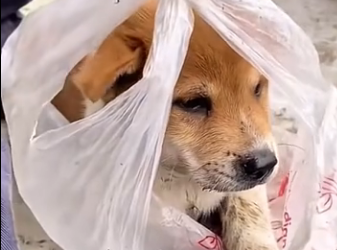 U0204002 A helpless animal was found घायल and alone, struggling to survive on the streets. (Part 2)