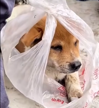 U0204002 A helpless animal was found घायल and alone, struggling to survive on the streets. (Part 2)