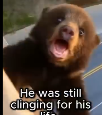 S1204005 Take the cash 💰 or help this animal in pain… your choice. (Part 2)