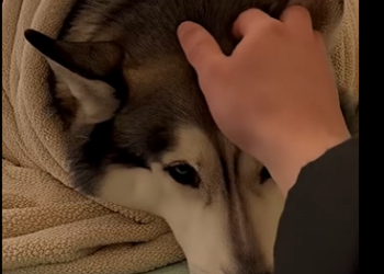 H0304004 She Shaved Her Husky in the Snow… – Emergency Rescue 🚑 (Part 2)