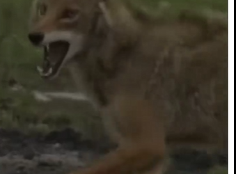 H1304002 Help this animal… or scroll like nothing happened? 📱💔 (FULL)