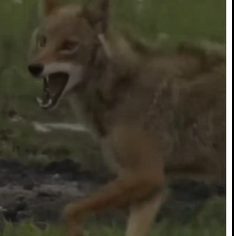 H1304002 Help this animal… or scroll like nothing happened? 📱💔 (FULL)