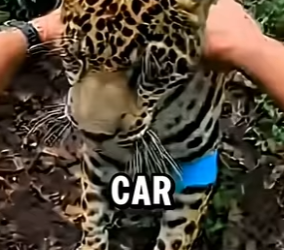 L3103011 Rescued a Mother Jaguar… She Returned With Her New Cubs (Part 2)