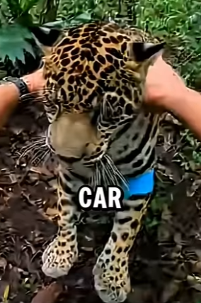 L3103011 Rescued a Mother Jaguar… She Returned With Her New Cubs (Part 2)