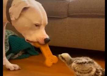 O1304009 Would Elon Musk press “skip”… or save this life? 🤔🐶 (Part 2)
