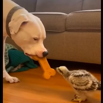 O1304009 Would Elon Musk press “skip”… or save this life? 🤔🐶 (Part 2)