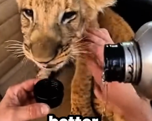 L0204005 Saved this cub from a trash bag … please keep the (Part 2)