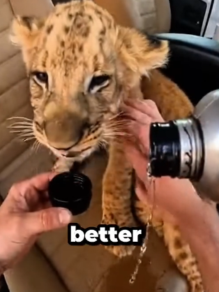 L0204005 Saved this cub from a trash bag … please keep the (Part 2)