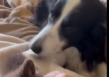 O1304012 Billie Eilish would speak for the voiceless… would you stay silent? 🐕💔 (Part 2)