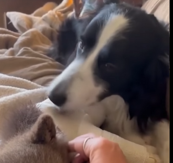 O1304012 Billie Eilish would speak for the voiceless… would you stay silent? 🐕💔 (Part 2)