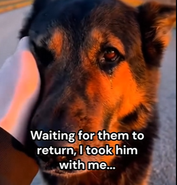 H1304004 The world is watching… what would YOU choose? 👀🐾 (Part 2)