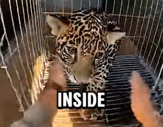 L0204004 Jaguar Cub Had Tracking Collar… It Led Me to Poacher’s Trailer With His Brother (Part 2)